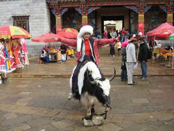 shan shan rides a yak 2